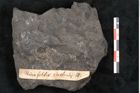 Foto (Detailansicht) von Thinnfeldia australis Ettingshausen (NHMW-GEO-2024-0188-10311)